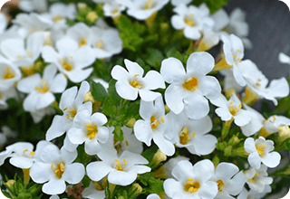 Bacopa Monnieri Extract